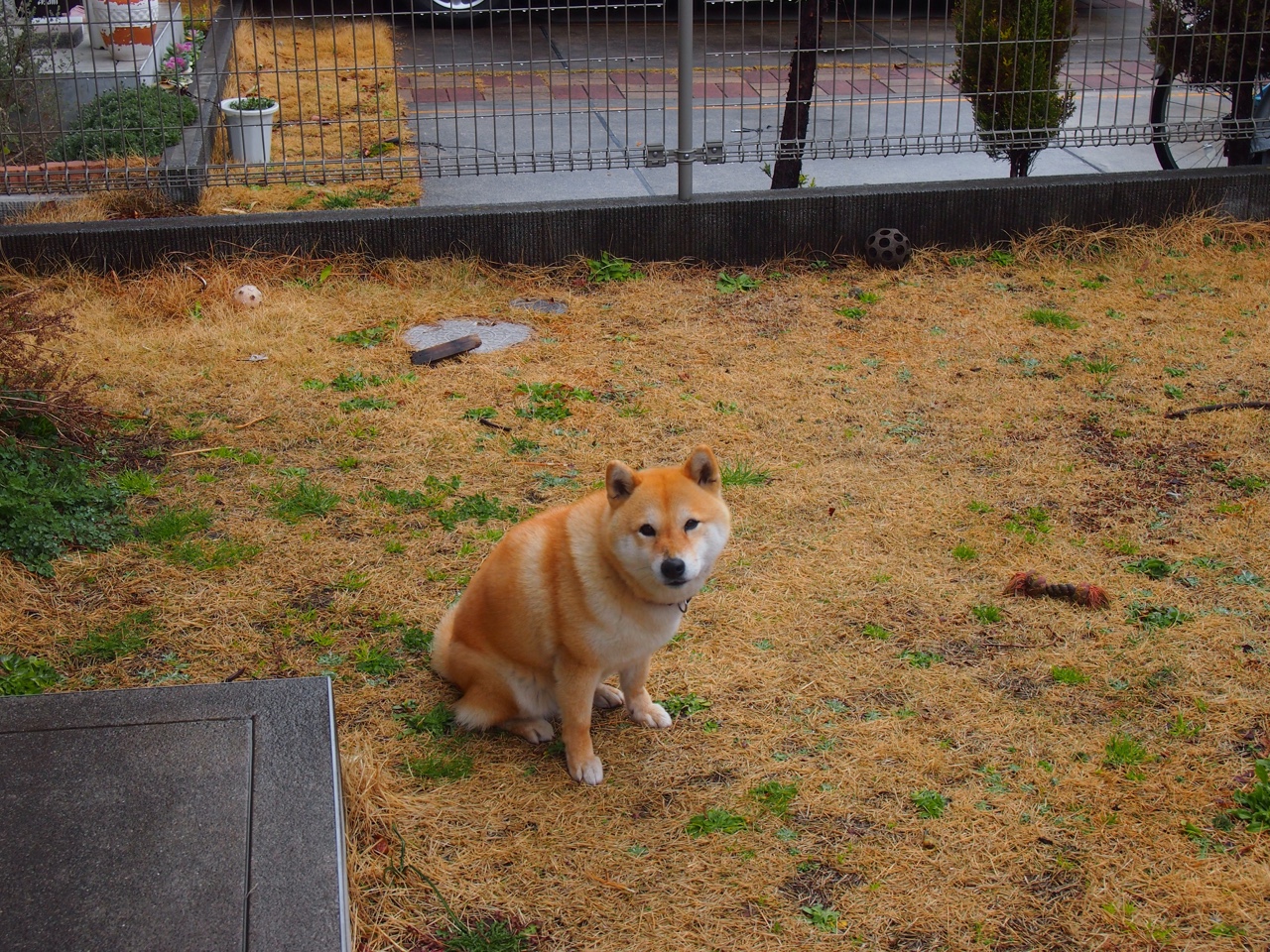 雷恩对阵喀麦隆，阿劳霍的压制级发挥，一场定义未来的比赛